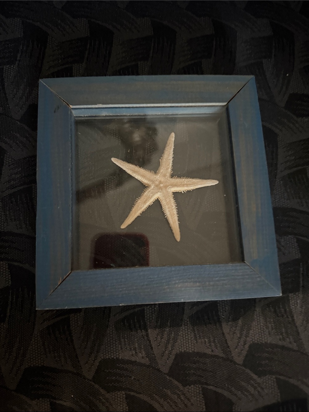 Framed real Starfish Wall Accent in Blue sea life ocean marina